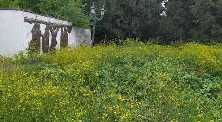 Masallıda biyabırçılıq:Cırılmış bayraq, ot basmış xiyaban,baxımsız milli qəhrəman büstü -VİDEO