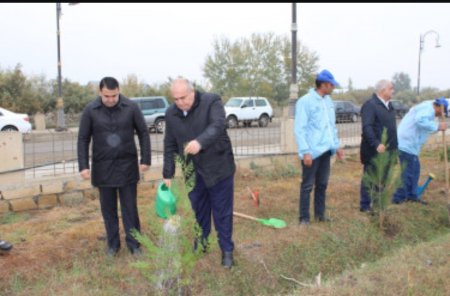 YAP-ın yaranmasının 30 illiyi münasibətilə Laçın rayonunda ağacəkmə aksiyası keçirilib