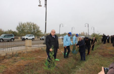 YAP-ın yaranmasının 30 illiyi münasibətilə Laçın rayonunda ağacəkmə aksiyası keçirilib