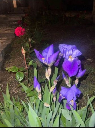 Leyla Əliyevadan Şuşa PAYLAŞIMI - FOTO