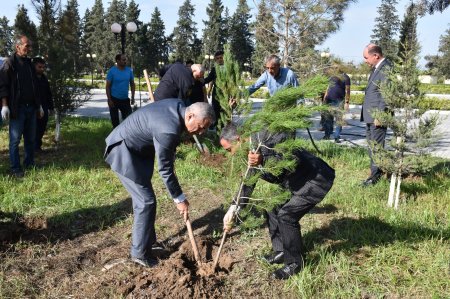 İmişli rayonunda Şəhidlərin xatirəsinə ağacəkmə aksiyası keçirilib