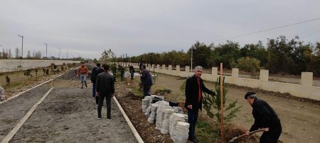 YAP Laçın rayon təşkilatı ağacəkmə aksiyası keçirib