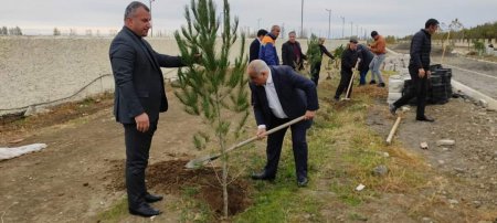 YAP Laçın rayon təşkilatı ağacəkmə aksiyası keçirib