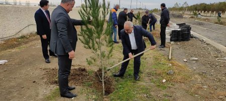 YAP Laçın rayon təşkilatı ağacəkmə aksiyası keçirib