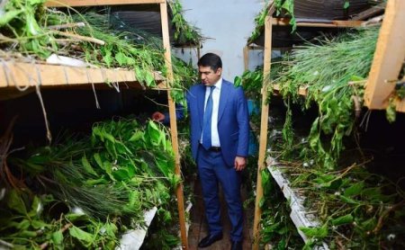 BU İL MƏHSUL BOL OLACAQ 