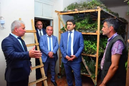 BU İL MƏHSUL BOL OLACAQ 