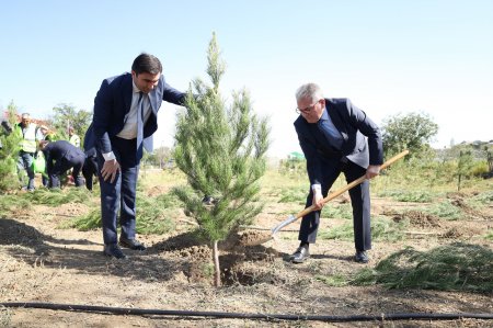 Gəncədə Anım Gününə həsr olunmuş ağacəkmə aksiyası keçirildi - Fotolar