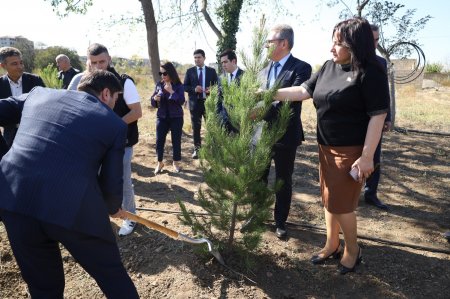 Gəncədə Anım Gününə həsr olunmuş ağacəkmə aksiyası keçirildi - Fotolar