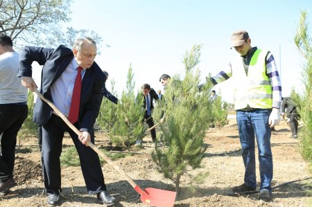 Gəncədə Anım Gününə həsr olunmuş ağacəkmə aksiyası keçirildi - Fotolar