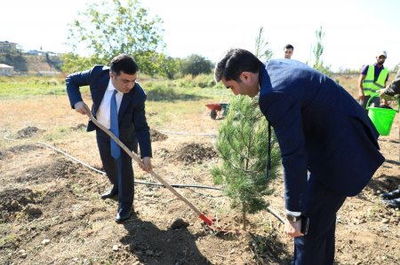 Gəncədə Anım Gününə həsr olunmuş ağacəkmə aksiyası keçirildi - Fotolar