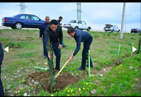 Ağstafada növbəti ağacəkmə aksiyası keçirilib