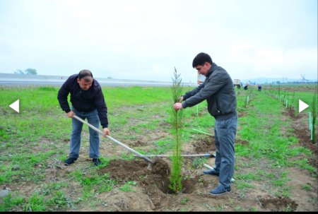 Ağstafada növbəti ağacəkmə aksiyası keçirilib