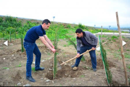 Ağstafada növbəti ağacəkmə aksiyası keçirilib