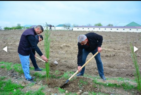 Ağstafada növbəti ağacəkmə aksiyası keçirilib