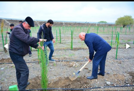 Ağstafada növbəti ağacəkmə aksiyası keçirilib