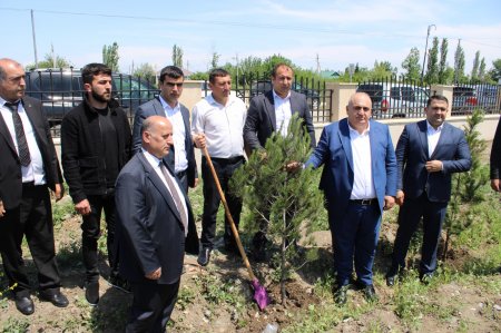 Laçınlılar xalqımızın Ümummilli lideri Heydər Əliyevin anadan olmasının 102-ci ildönümü ilə bağlı ağacəkmə aksiyasına qoşulublar
