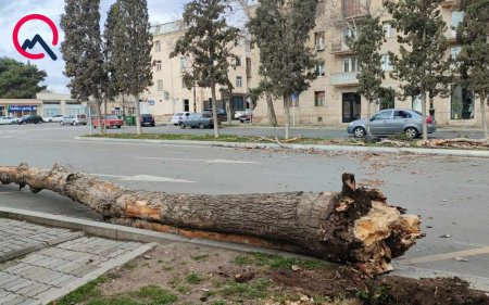 Gəncədə güclü külək ağacları aşırdı - Fotolar