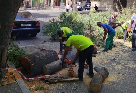 Bakıda güclü külək 7 ağacı aşırdı - FOTOLAR