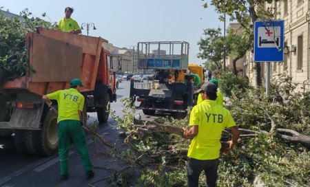 Bakıda güclü külək 7 ağacı aşırdı - FOTOLAR
