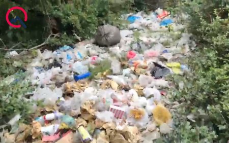 Meşəyə insan gəlib... - Video